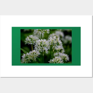 Wild Garlic Posters and Art